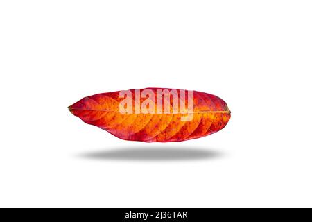 automne laisser la feuille rouge isolée sur fond blanc Banque D'Images