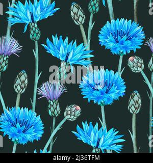 Cornflowers. Motif sans couture. Illustration botanique aquarelle incluse dans la collection de fleurs sauvages. Image isolée sur fond sombre. Banque D'Images