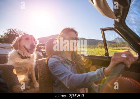 Femme asiatique conduisant son classique VW Beetle avec son chien Banque D'Images