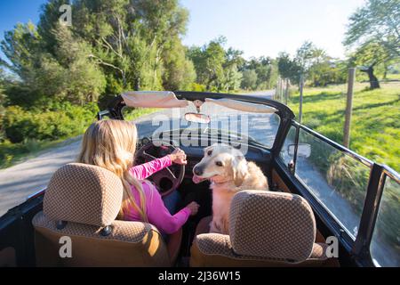 Femme blonde au volant de son classique VW Beetle convertible avec son chien Banque D'Images