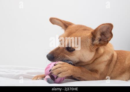 Gros plan d'un chien de race mixte allongé sur un lit blanc et mâchant un jouet rose tout en le tenant avec la patte. Arrière-plan blanc Banque D'Images