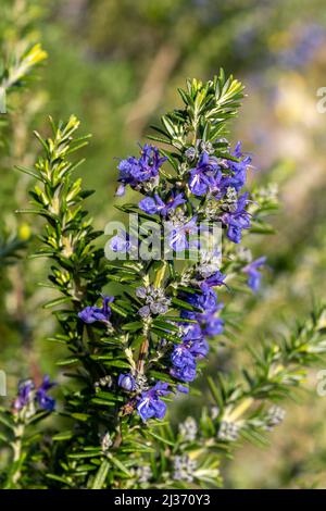 Romarin 'Sissinghurst Blue' (rosmarinus officinalis) plante arbustive à fleurs d'été à feuilles persistantes avec une fleur bleue d'été utilisée comme sauge Banque D'Images