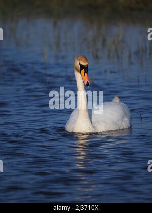 Au printemps, le cygne secret masculin dominant deviendra de plus en plus agressif de voir tous les autres hors de son territoire chercher activement des intrus. Banque D'Images