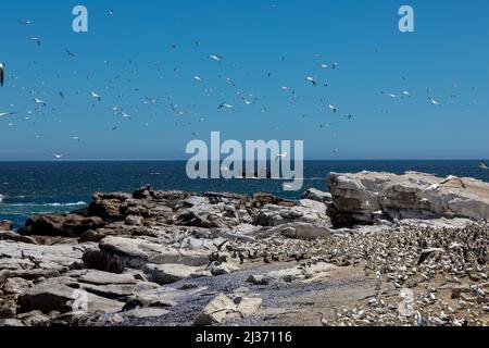 Zone rocheuse avec une grande quantité d'oiseaux assis sur les rochers et il y a un essaim d'oiseaux dans le ciel. Les oiseaux sont des oiseaux du Cap Gannet. Banque D'Images