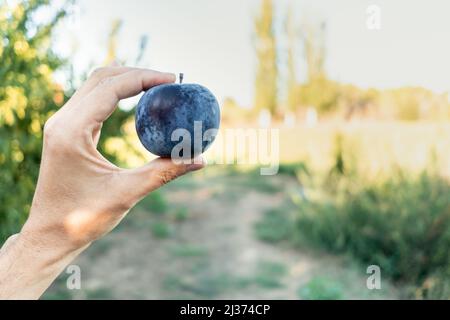 Main de femme tenant une prune mûre d'un champ d'agriculture biologique. Banque D'Images