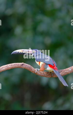 Aracari Pteroglossus torquatus Sarapiqui, Costa Rica BI034318 Banque D'Images