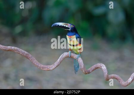 Aracari Pteroglossus torquatus Sarapiqui, Costa Rica BI034322 Banque D'Images