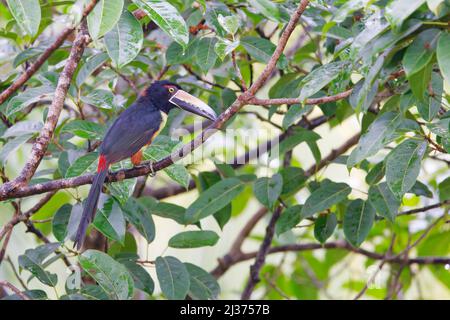 Aracari Pteroglossus torquatus Boco Tapada, Costa Rica BI034359 Banque D'Images