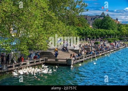 Le Cygne tuberculé (Cygnus olor) d'attente pour l'alimentation, le lac de Zurich, Zurich, Switzerland, Europe Banque D'Images