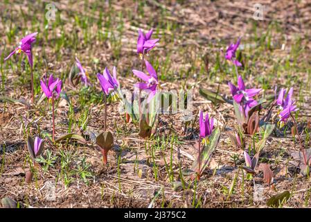 Incroyable printemps magenta fleurs sauvages violet de dottooth (Erythronium sibiricum) gros plan dans un pré en herbe sèche. Altaï, Russie Banque D'Images