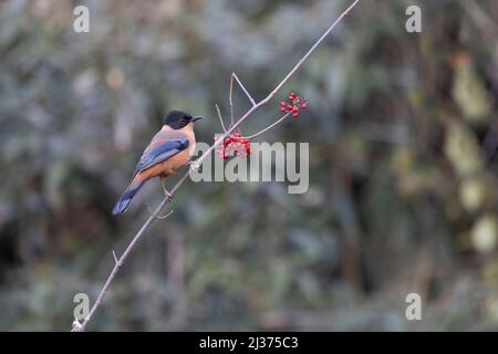 Sibia rufous, Heterophasia capistrata, Uttarakhand, Inde Banque D'Images