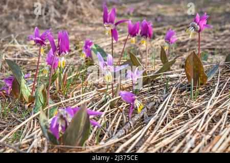 Incroyable printemps magenta fleurs sauvages violet de dottooth (Erythronium sibiricum) gros plan dans un pré en herbe sèche. Altaï, Russie Banque D'Images