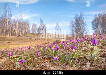 Incroyable printemps magenta fleurs sauvages violet de dottooth (Erythronium sibiricum) gros plan dans un pré en herbe sèche. Altaï, Russie Banque D'Images