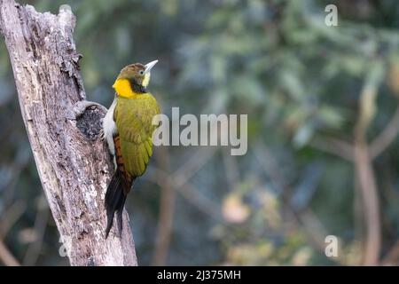 Pic à grandes naines jaunes, Picus flavinucha, Uttarakhand, Inde Banque D'Images