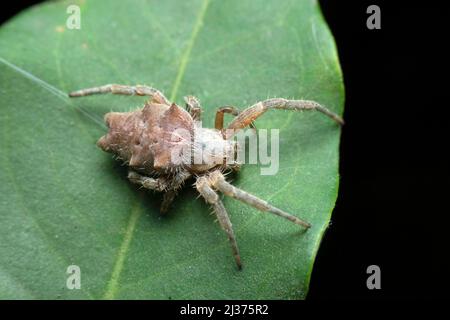 Araignée emblématique, Argiope sp, Satara, Maharashtra, Inde Banque D'Images
