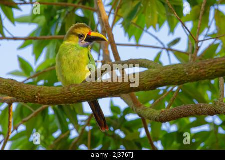 Emerald Toucanet Aulacorhynchus prasinus Sarapiqui, Costa Rica BI034553 Banque D'Images