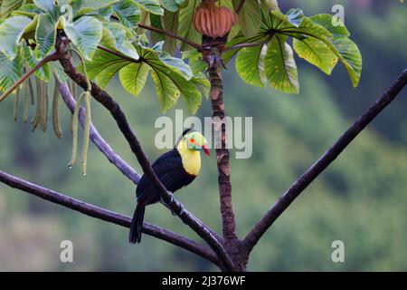 Toucan à bec de quille – dans Cecropia Tree Ramphastos sulfuratus Boco Tapada, Costa Rica BI034563 Banque D'Images