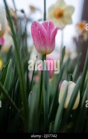 Magnifiques tulipes colorées dans le jardin. Tulipa huis Ten bosch Banque D'Images