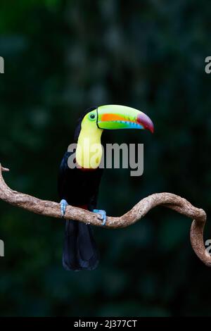 Toucan à bec de quille – dans Cecropia Tree Ramphastos sulfuratus Sarapiqui, Costa Rica BI034788 Banque D'Images