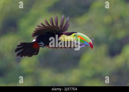 Toucan à bec de quille – en vol Ramphastos sulfuratus Boco Tapada, Costa Rica BI034855 Banque D'Images