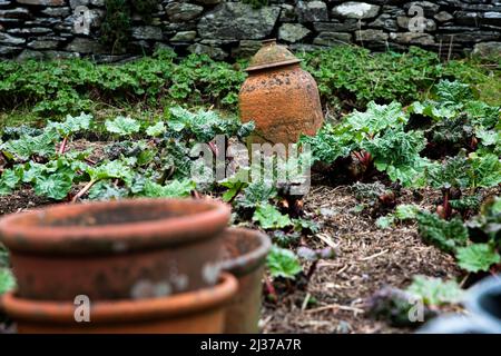 Un jardin de rhubarbe avec un cloche d'argile vintage couvrant une plante afin de la forcer à se développer pour le rhubarbe forcé Banque D'Images