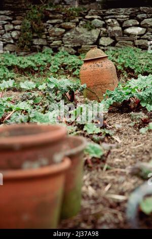 Un jardin de rhubarbe avec un cloche d'argile vintage couvrant une plante afin de la forcer à se développer pour le rhubarbe forcé Banque D'Images