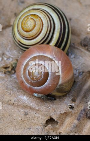 Gros plan vertical sur 2 couleurs différentes de l'escargot à lèvres blanches, Cappaea hortensis dans le jardin Banque D'Images