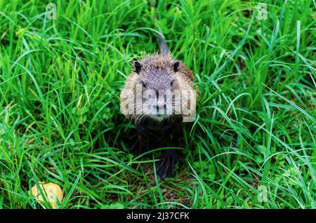 Un gros plan de Myocastor coypus assis dans l'herbe verte Banque D'Images