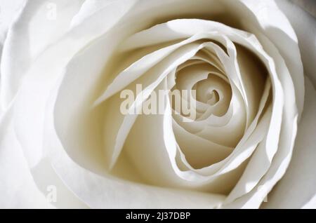 Close up de pétales de rose blanche Banque D'Images