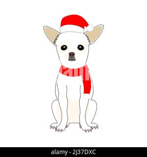 chihuahua en Santa clause chapeau et tricoté avec fond blanc Banque D'Images