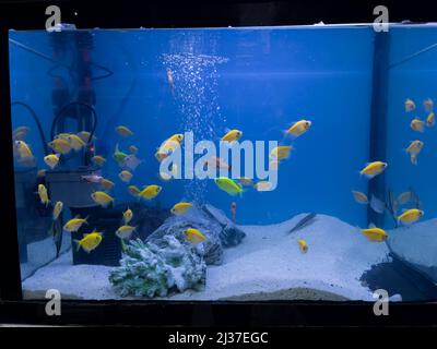 Vue rapprochée d'un aquarium contenant de nombreux Glofish Tetras (Gymnocorymbus ternetzi) à vendre dans une animalerie. Banque D'Images