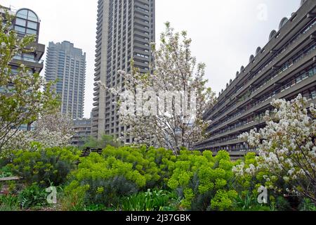 Euphorbia et cerisier tibétain en fleur au jardin Nigel Dunnet Beech Gardens et appartements Barbican Estate Londres Angleterre Royaume-Uni KATHY DEWITT Banque D'Images