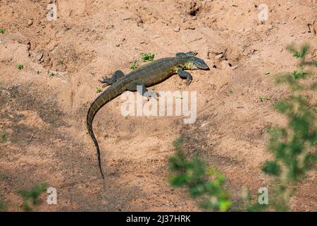 Surveillance du Nil ou de l'eau Lizard Varanus niloticus dans le parc national Hluhluwe Imfolozi, KwaZulu-Natal, Souh Afrique Banque D'Images