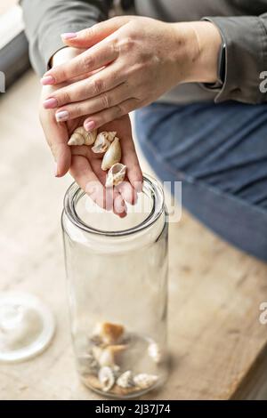 Les mains des femmes tiennent les coquillages. Place les coquilles dans un pot en verre. Trésors de la plage. Banque D'Images