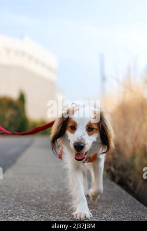 Gros plan d'un chien joyeux kooiker de race pure en direction de l'appareil photo. Banque D'Images