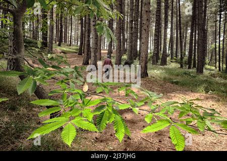 Éclairage feuilles de châtaignier sur fond flou homme marchant dans une forêt de pins de l'Etna Park, Sicile Banque D'Images