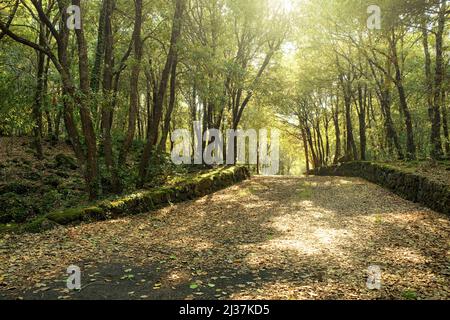 Lumière du soleil sur un chemin dans les bois de chêne de l'Etna Park, Sicile Banque D'Images