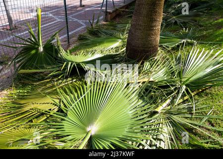 Élaguer les feuilles de palmier sur le sol avec une attention sélective. Banque D'Images