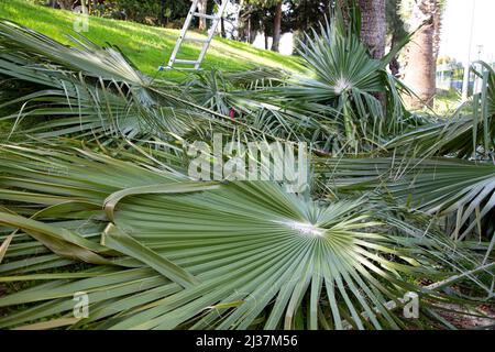 Élaguer les branches de la paume avec une mise au point sélective. Concept de printemps, jardinage, élagage, renouvellement. Banque D'Images