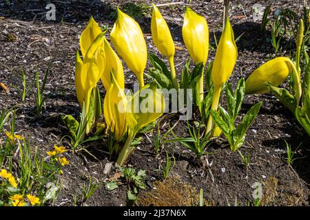 Lysichiton americanus, Skunk Cabbage ou Swamp Lantern, RHS Gardens, Wisley, Royaume-Uni Banque D'Images