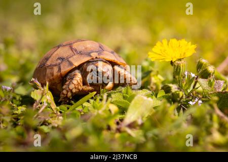 Tortue dans le focus sélectif parmi les fleurs sauvages et l'herbe. Banque D'Images