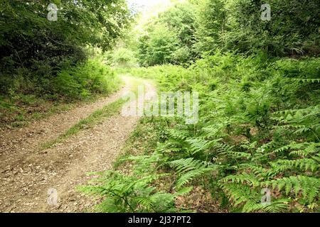 forêt route de terre à travers des fougères luxuriantes dans Nebrodi Park, Sicile Banque D'Images