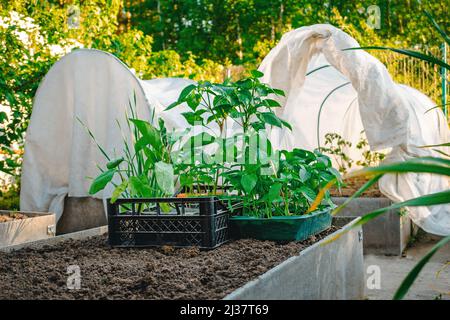 Des plants de poivre et de tomate dans le jardin. Les semis sont prêts à être plantés sous abri au printemps. Banque D'Images