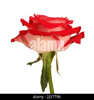 Grande rose rouge sur fond blanc. Gros plan. Vue latérale. Banque D'Images
