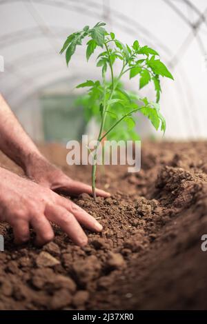 Agriculteur détenant une plante de tomate en serre, légumes biologiques locaux. Banque D'Images