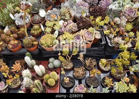 Plantes succulentes dans les pots exposés à l'extérieur du fleuriste à Lisbonne Portugal. Banque D'Images