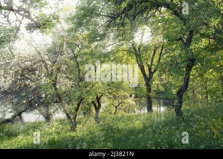 Nature printanière avec rayon de lumière dans le parc Nebrodi, Sicile Banque D'Images