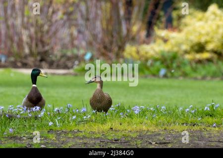 Une paire de canards colverts mâles et femelles, Anas platyrhynchos, sur la pelouse de RHS Gardens, Wisley, Royaume-Uni Banque D'Images