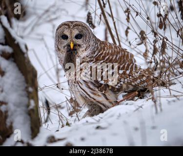 Hibou barré, Strix varia, sur un sol enneigé avec un campagnol dans son bec sanglant après l'avoir attrapé. Banque D'Images