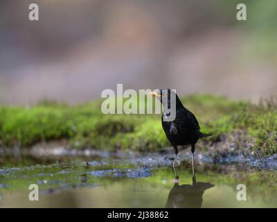 Un blackbird commun debout dans l'eau sur un fond flou Banque D'Images